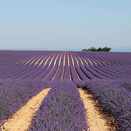 Prouvenco * Valensole