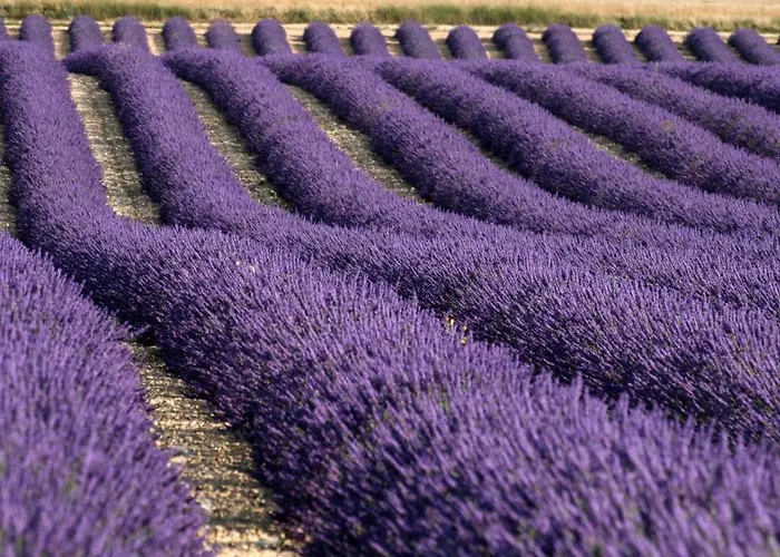Prouvenço Séjour chez l'habitant Valensole