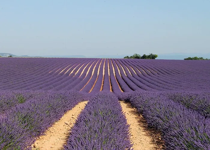 Prouvenço * Valensole